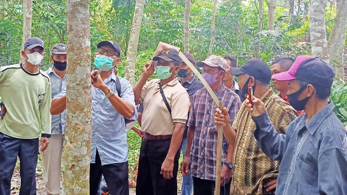 Pelatihan Petani Karet Dinas Perkebunan dan MKC anak usaha perusahaan karet alam PT Royal Lestari Utama melakukan pelatihan secara berkala pada petani karet di Kalimantan Timur guna menghasilkan bokar yang bersih.