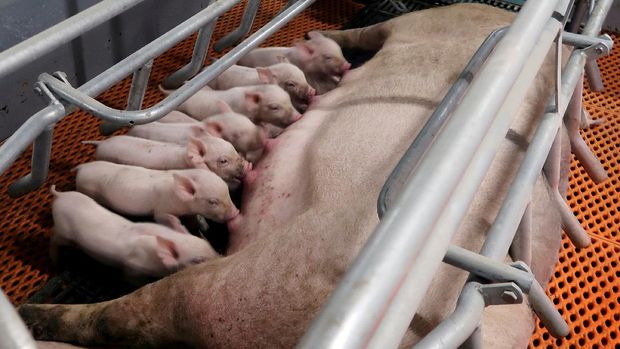  Piglets drink milk from a sow at a pig farm in Yaji, Guangxi Zhuang Autonomous Region, China, March 21, 2018. REUTERS/Thomas Suen/File Photo
