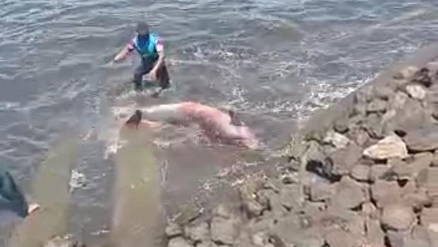 Prajurit TNI AL menyelamatkan ikan dugong yang terdampar di pesisir pantai di Makassar.