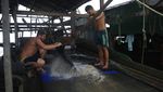 Ratusan Penambang Emas Ilegal Keruk Anak Sungai Amazon