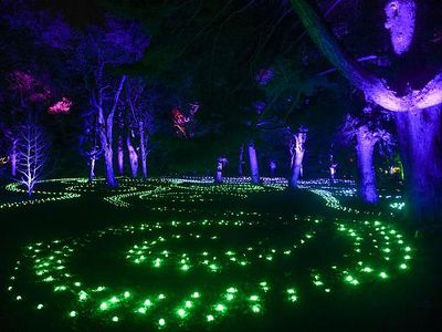 Sambut Natal, Jutaan Cahaya Berpendar di Royal Botanic Garden