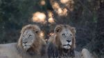Mitos Macan Tutul Bikin Karir Fotografer Ini Cemerlang