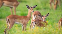 Turis yang ikut safari Nombekana mungkin menemukan diri mereka dalam posisi utama untuk menangkap bidikan yang sempurna. Karena ia sendiri adalah seorang fotografer satwa liar.