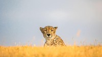 Kebetulan seekor macan tutul sedang duduk di atas batu karang yang indah saat matahari terbenam. Saya lalu mengeluarkan ponsel dan memotret macan tutul ini. Ketika saya sampai di rumah, saya melihat gambar itu, dan saya menyadari bahwa akan lebih baik jika diambil dari kamera yang tepat, imbuh Nombekana.