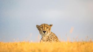 Mitos Macan Tutul Bikin Karir Fotografer Ini Cemerlang