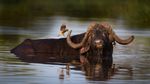 Mitos Macan Tutul Bikin Karir Fotografer Ini Cemerlang