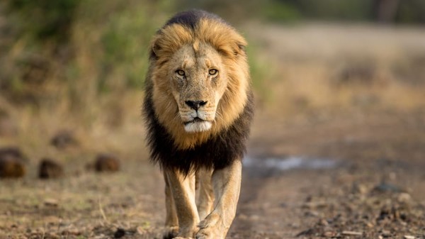 Para tetua desa selalu memberi tahu kami tentang macan tutul. Itu selalu menjadi mitos bahwa ada hewan yang disebut macan tutul, jelasnya. Para tetua desa selalu memberi tahu kami tentang macan tutul. Itu selalu menjadi mitos bahwa ada hewan yang disebut macan tutul, jelasnya.