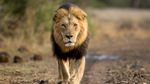 Mitos Macan Tutul Bikin Karir Fotografer Ini Cemerlang