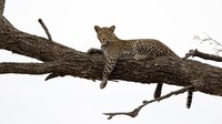 Kami sebenarnya tidak pernah benar-benar melihatnya. Itu selalu menjadi mimpi saya untuk benar-benar melihat macan tutul di alam liar dan ketika saya pertama kali melihatnya, sungguh luar biasa, kata dia.