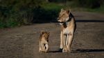 Mitos Macan Tutul Bikin Karir Fotografer Ini Cemerlang