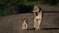 Orang-orang dari belahan dunia lain melakukan perjalanan melintasi lautan untuk mendapat kesempatan melihat keajaiban Taman Nasional Kruger. Cagar alam Afrika Selatan berumur lebih dari 120 tahun.