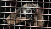 Seekor Kelempiau atau Owa-Owa (Hylobates muelleri) berada di dalam kandang di Suaka Enggang Taman Wisata Alam Baning di Sintang, Kalimantan Barat.