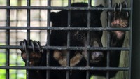 Seekor beruang madu (Helarctos malayanus) berada di dalam kandang di Suaka Enggang Taman Wisata Alam Baning di Sintang, Kalimantan Barat.