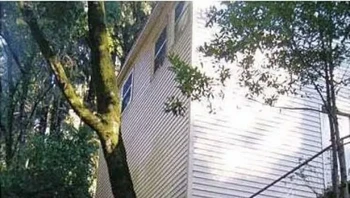 Positif saja, mungkin pemilikinya sengaja menanam pohon di dinding rumah, semacam menggunakan benih ajaib mungkin. Foto: (dok Live About).