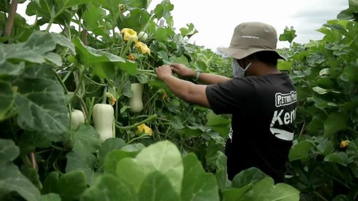 Budidaya Labu Madu Keuntungan Menggiurkan Dilahan Sawah Perkotaan Kota Probolinggo