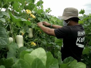 Petani Probolinggo Berhasil Budidaya Labu Madu Meski Kerap Diserang Hama