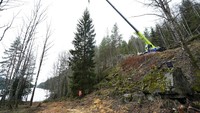 Mesin derek digunakan untuk mengangkat pohon cemara yang ditebang di Oslo, Norwegia (16/11/2021). Pohon ini akan disumbangkan ke London sebagai pohon natal.  (Torstein Boe/NTB scanpix via AP)