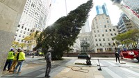 Pohon cemara setinggi 24 meter dan berat 12 ton ditempatkan di halaman salah satu gedung tertinggi di Kota New York, Rockefeller Center Building, (13/11/2021). Pohon natal ini didatangkan dari Maryland, sekitar 332 km dari New York. (Diane Bondareff/AP Images for Tishman Speyer)