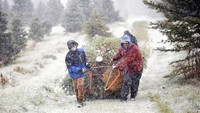 Sebuah keluarga menembus hujan salju saat membawa pohon natal di Pittsfield, Massachusetts (26/11/2021).  Tradisi menyiapkan hiasan natal tersebut dilakukan usai libur Thanksgiving. (Stephanie Zollshan/The Berkshire Eagle via AP)