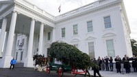 Petugas membawa pohon cemara untuk dijadikan pohon natal di lingkungan Gedung Putih, Washington, AS (22/11/2021). Pohon ini mempunyai tinggi 6 meter.  (AP Photo/Patrick Semansky)
