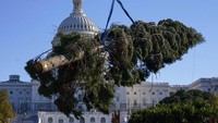 Pohon cemara setinggi 28 meter diturunkan di halaman Gedung Parlemen AS di Washington, AS (19/11/2021).  Pohon ini dibawa dari California, hampir 5.000km dari Washington.  (AP Photo/Carolyn Kaster)