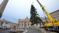 Mesin derek mengangkat pohon cemara berusia 113 tahun dengan tinggi 28 meter untuk dijadikan pohon Natal, di Lapangan Santo Petrus, Vatikan, Italia, (23/11/2021). (AP Photo/Andrew Medichini)