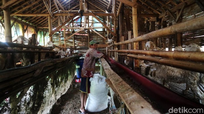 Tanah eks lokalisasi di Desa Gribig, Kecamatan Gebog, Kabupaten Kudus, Jawa Tengah kini disulap jadi sentra peternakan. Bekas tempat lokalisasi yang dulu populer di Jateng itu kini menjadi 'rumah' bagi hewan ternak.
