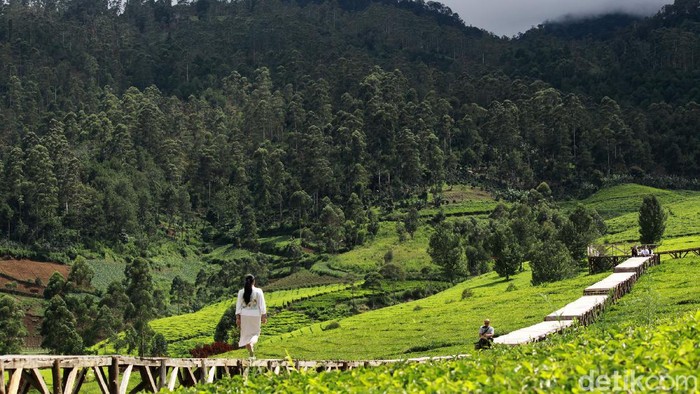 Bila fashion show identik dengan peragaan busana di dalam ruangan atau di tengah perkotaan. Berbeda dengan apa yang dilakukan oleh sejumlah anak muda asal Kabupaten Bandung ini. Mereka melakukan peragaan busana di tengah-tengah perkebunan teh yang berada di tempat wisata Pesona Padaawas, Pangalengan.