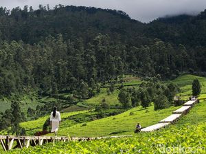 Kebun Teh Pangalengan Banyak Dialihfungsikan, Walhi Minta PTPN Diaudit!
