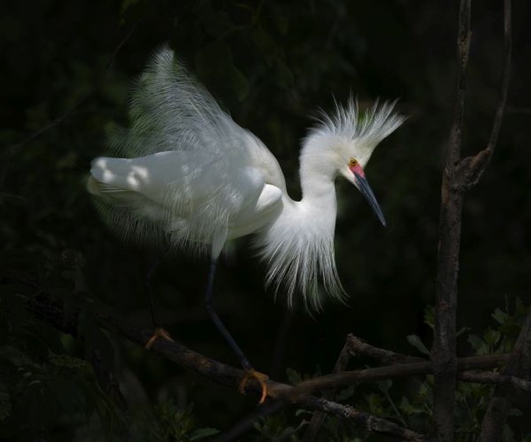 Jawara kontes foto burung