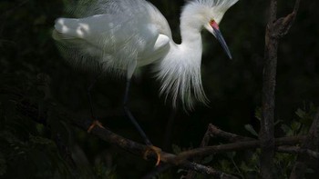 Silver Awarded: karya Barbara Fleming Foto: The Society of International Nature and Wildlife Photographers 