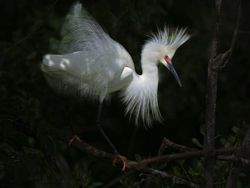 Karya Jawara Kontes Foto Burung Bikin Terkesima