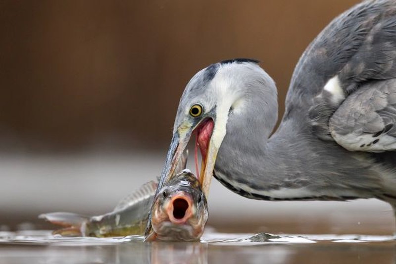Jawara kontes foto burung