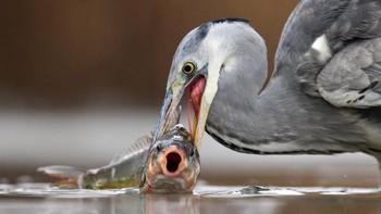Silver Awarded: karya Marc Costermans Foto: The Society of International Nature and Wildlife Photographers