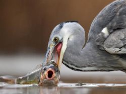 Karya Jawara Kontes Foto Burung Bikin Terkesima