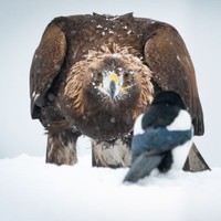 Jawara kontes foto burung