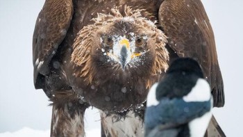 Silver Awarded: karya Cecillie B Stuedal Foto: The Society of International Nature and Wildlife Photographers
