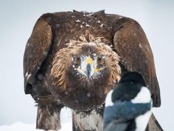 Karya Jawara Kontes Foto Burung Bikin Terkesima