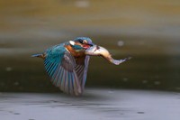 Jawara kontes foto burung