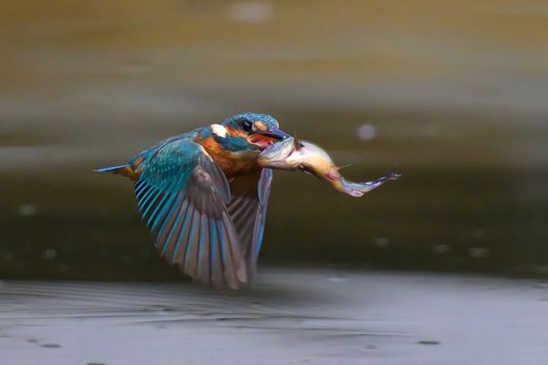 Jawara kontes foto burung