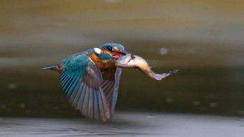 Silver Awarded: karua Pail Furmer Foto: The Society of International Nature and Wildlife Photographers