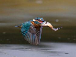 Karya Jawara Kontes Foto Burung Bikin Terkesima