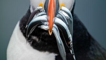 Silver Awarded: karya Paddy Back Foto: The Society of International Nature and Wildlife Photographers 