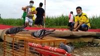 Tim vaksinator juga mendatangi tempat lomba burung merpati atau kolong merpati. Mereka datang untuk memberikan vaksinasi kepada para peserta lomba.
