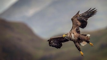 Juara kedua diraih Kevin Nash. Detail teknis: Nikin D6 dengan lensa Nikon 500 f/4. Foto: The Society of International Nature and Wildlife Photographers