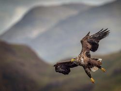 Karya Jawara Kontes Foto Burung Bikin Terkesima
