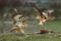 Juawra kontes foto burung