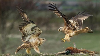 Juara ketiga Colin Bradshaw. Detail teknis:  Nikon D850, lemsa Nikon 300mm f4E PF ED VR AF-S, 1/640f 7.1, ISO 3200 Foto: The Society of International Nature and Wildlife Photographers