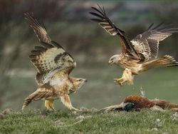 Karya Jawara Kontes Foto Burung Bikin Terkesima