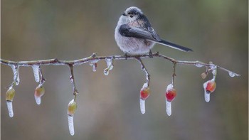 Pilihan Juri: Karya Gianpiero Ferrari. Foto: The Society of International Nature and Wildlife Photographers